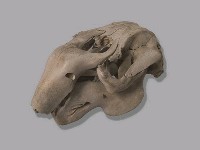 儒艮骨骼藏品圖，第4張